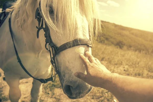 Bir insan bir ata elle dokunuyor. İnsan-doğa ilişkileri kavramı. Hayvan bakımı. Çiftlik Besleme. Açık gözlü, beyaz bir kum saati. Kadınlar bir atı elle okşar. ses tonlu — Stok fotoğraf