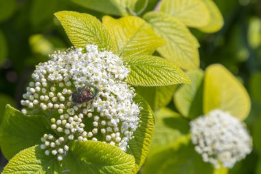 Bahçedeki beyaz bir çiçekte büyük yeşil bir böcek. Cetonia aurata ya da beyaz bitkide sürünen yeşil gül chafer. Çiçekteki küçük böcekler. Yazın makro doğa