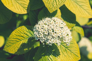 Beyaz kırlangıç çiçekleri ve tomurcuklarına yakın durun. Çiçek açan beyaz ortanca çalılarının dalları bulanık bir arka planda yakın plan. ses tonlu