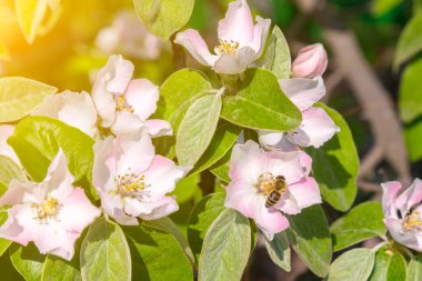 Ayva çiçeğinden polen toplayan bir arı. Çiçek açmış ayva üzerinde arılar. Pembe kozmos polen arka planında yaban arısı, yazın böcek. ses tonlu