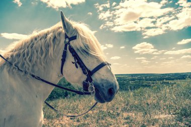 Mavi arka planlı bir tepenin üstünde duran beyaz at. At kafası yakın çekim. Beyaz benekli at. Beyaz benekli atın profili. ses tonlu.