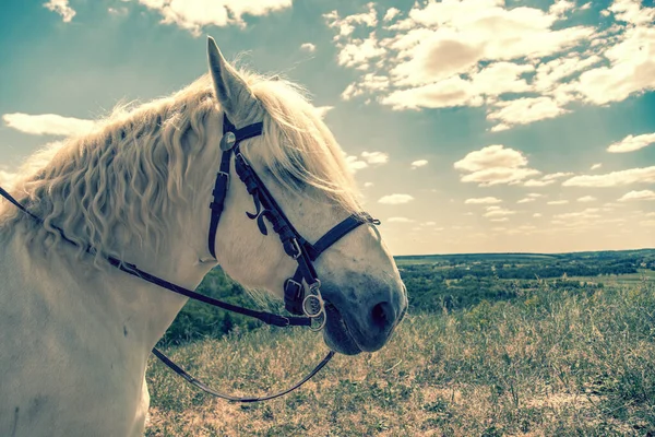 Mavi arka planlı bir tepenin üstünde duran beyaz at. At kafası yakın çekim. Beyaz benekli at. Beyaz benekli atın profili. ses tonlu.