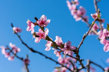 Şeftalinin dallarında tomurcuklar ve çiçekler. Baharın başında çiçek açan ağaç. Mavi gökyüzüne karşı bir meyve ağacında pembe çiçekler. Çiçek açmış şeftali pembesi çiçeklerine yakın çekim.
