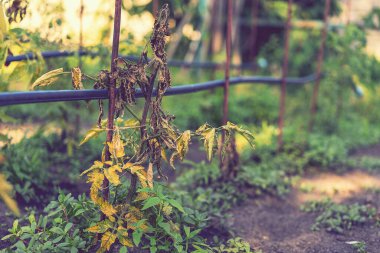 Kurutulmuş domates, çürümüş domates. Serada yetişen domatesler hastalık ya da kararsızlıktan kurumuş. Tarım kavramı. ses tonlu.