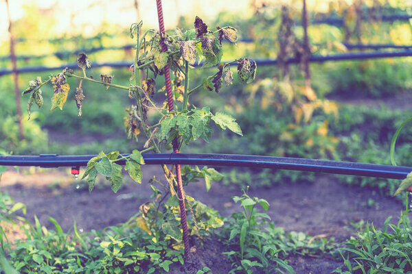 Высушенные помидоры, испорченные помидоры. Помидоры, выращенные в теплице, высохли из-за болезни или бесплодия. Концепция сельского хозяйства.