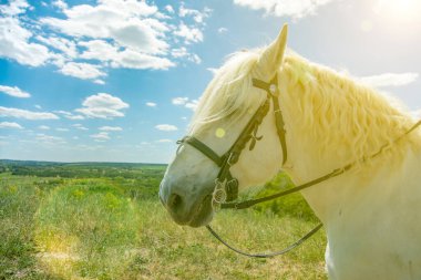 Mavi arka planlı bir tepenin üstünde duran beyaz at. At kafası yakın çekim. Beyaz benekli at. Beyaz benekli atın profili. ses tonlu