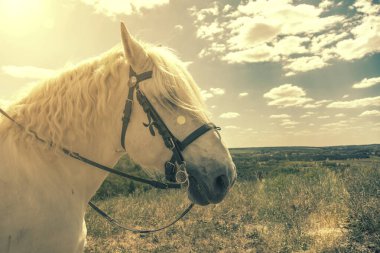 Mavi arka planlı bir tepenin üstünde duran beyaz at. At kafası yakın çekim. Beyaz benekli at. Beyaz benekli atın profili. ses tonlu