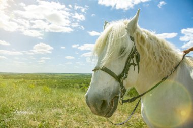 Mavi arka planlı bir tepenin üstünde duran beyaz at. At kafası yakın çekim. Beyaz benekli at. Beyaz benekli atın profili. ses tonlu
