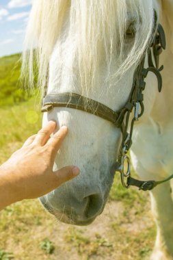 Bir insan bir ata elle dokunuyor. İnsan-doğa ilişkileri kavramı. Hayvan bakımı. Çiftlik Besleme. Açık gözlü, beyaz bir kum saati. Kadınlar bir atı elle okşar. ses tonlu
