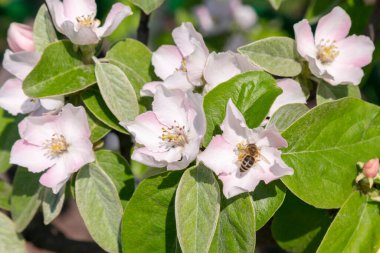 Ayva çiçeğinden polen toplayan bir arı. Çiçek açmış ayva üzerinde arılar. Pembe kozmos polen arka planında yaban arısı, yazın böcek.