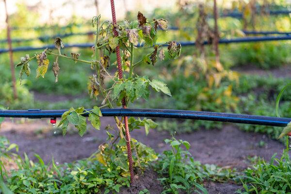 Высушенные помидоры, испорченные помидоры. Помидоры, выращенные в теплице, высохли из-за болезни или бесплодия. Концепция сельского хозяйства