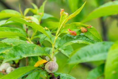 Mantar krizine bağlı kırmızı renk bozulması olan şeftali ağacı yaprakları. Mantarın neden olduğu yaprak kıvrımlı şeftali ağacı dalı. Yaprak hastalığı salgını ağaç yapraklarıyla temas ediyor. ses tonlu