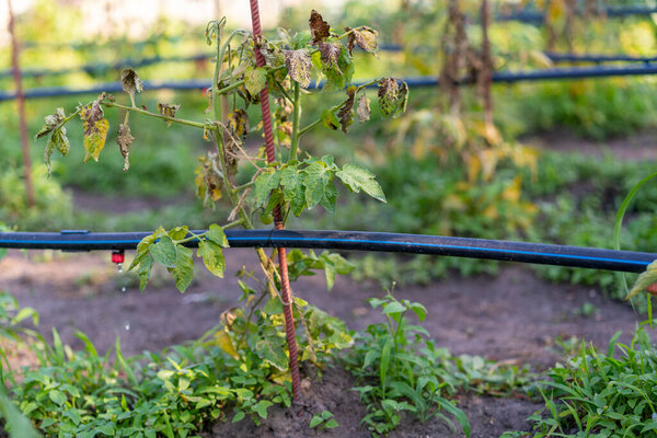 Высушенные помидоры, испорченные помидоры. Помидоры, выращенные в теплице, высохли из-за болезни или бесплодия. Концепция сельского хозяйства. тонированные