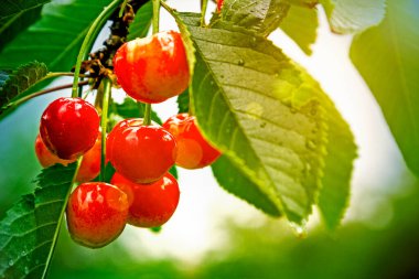 Güneşin altında kiraz meyvesi. Daldaki ekşi kirazlar. Yazın başında hasat zamanından hemen önce dalda kırmızı ve tatlı kirazlar. ses tonlu