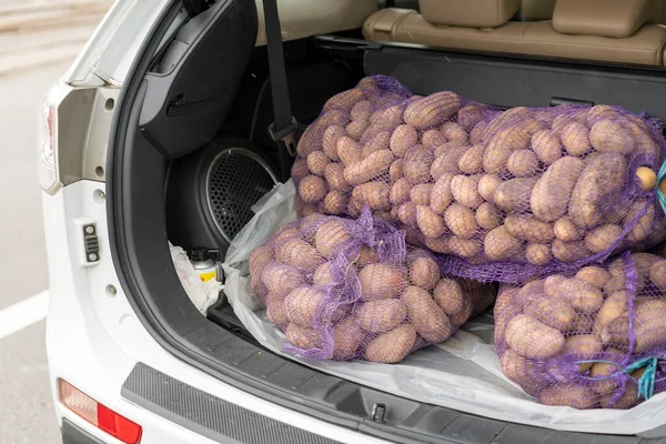 Załadowany samochód przewozi torby z ziemniakami. bagażnik samochodu wypełnionego ziemniakami. stonowana Zdjęcie Stockowe