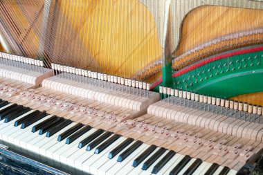 Bahçede mor fesleğen. Bahçe fesleğeni. Kapatın. ses tonlu