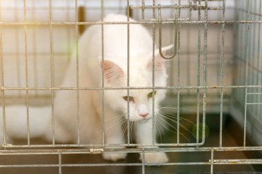 Kafesteki kedi. Kafesteki güzel safkan İskoç kedisi. ses tonlu