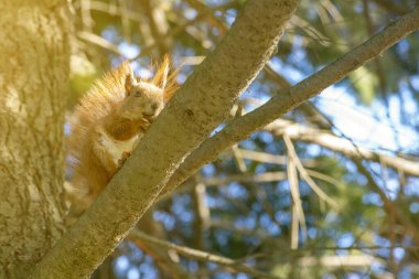 Ağaçta fındıklı sincap. Fındıklı komik sincap. Sciurus. Kemirgen. Bir sincap ağaca oturur ve fındık yer. Parktaki güzel sincap. ses tonlu.