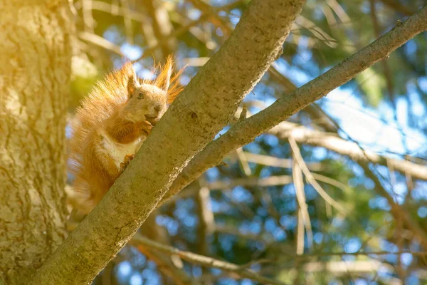 Eichhörnchen mit einer Nuss am Baum. Lustiges Eichhörnchen ist eine Nuss. Sciurus. Nagetier. Ein Eichhörnchen sitzt auf einem Baum und frisst eine Nuss. Schöne Eichhörnchen im Park. gemildert. — Stockfoto