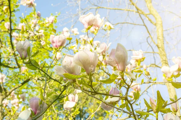 Piękna magnolia kwitnie wiosną. Piękne drzewa magnolii kwitną wiosną. Magnolia rozkwitła na tle nieba. Początek wiosny. piękne kwiaty. — Zdjęcie stockowe