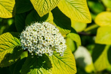 Beyaz kırlangıç çiçekleri ve tomurcuklarına yakın durun. Çiçek açan beyaz ortanca çalılarının dalları bulanık bir arka planda yakın plan