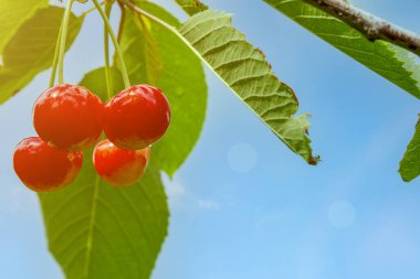 Güneşin altında kiraz meyvesi. Daldaki ekşi kirazlar. Yazın başında hasat zamanından hemen önce dalda kırmızı ve tatlı kirazlar. ses tonlu