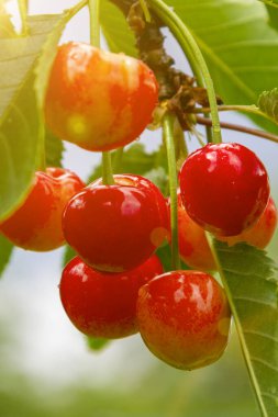Güneşin altında kiraz meyvesi. Daldaki ekşi kirazlar. Yazın başında hasat zamanından hemen önce dalda kırmızı ve tatlı kirazlar. ses tonlu