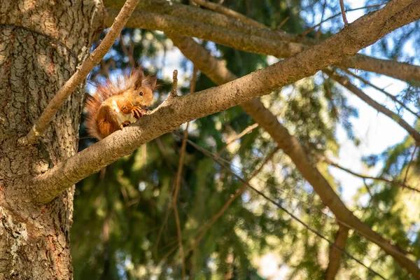 Eichhörnchen mit einer Nuss am Baum. Lustiges Eichhörnchen ist eine Nuss. Sciurus. Nagetier. Ein Eichhörnchen sitzt auf einem Baum und frisst eine Nuss. Schönes Eichhörnchen im Park — Stockfoto