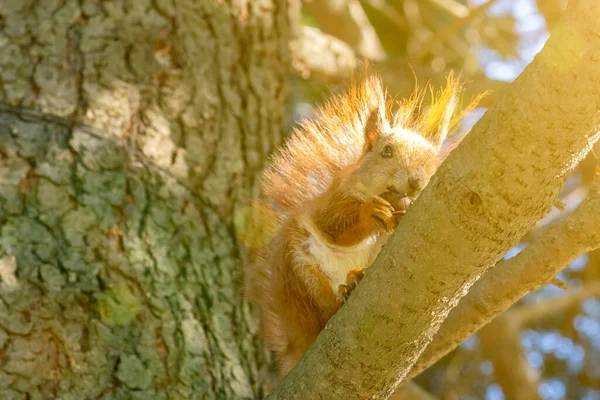 Eichhörnchen mit einer Nuss am Baum. Lustiges Eichhörnchen ist eine Nuss. Sciurus. Nagetier. Ein Eichhörnchen sitzt auf einem Baum und frisst eine Nuss. Schöne Eichhörnchen im Park. gemildert — Stockfoto