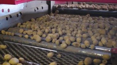 Çiftlikte patates ayıklıyorum.