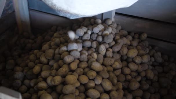 Çiftlikte patates ayıklıyorum. — Stok video