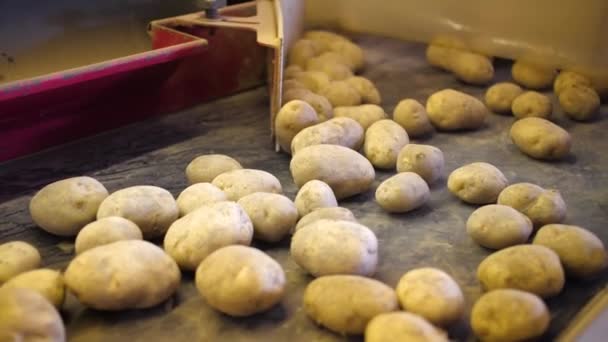 Clasificación de patatas en la explotación — Vídeo de stock