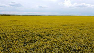 Tecavüz tarlası. Tarımsal Arazi Fotoğrafçılığı.