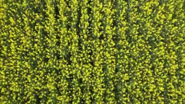 Tecavüz tarlası. Tarımsal Arazi Fotoğrafçılığı.