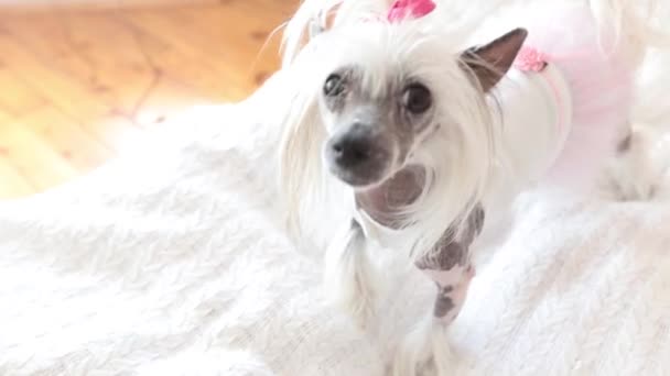 Dog with pink bow — Stock Video