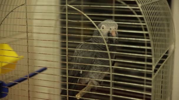 Papuga w klatce — Wideo stockowe