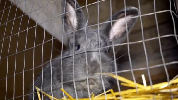 Кролик в клетке дышит — стоковое видео