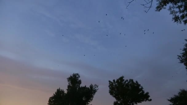 Flying birds at dusk — Stock Video