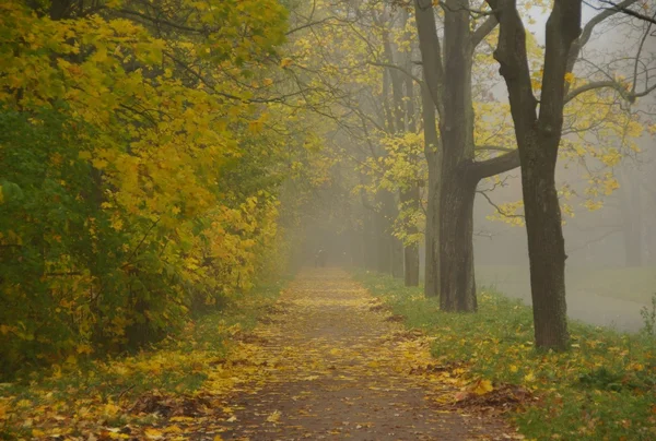 Ködös őszi reggel — Stock Fotó