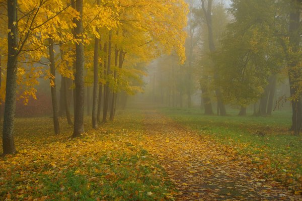 Misty autumn morning in Alexandrovsky Park in Tsarskoye Selo