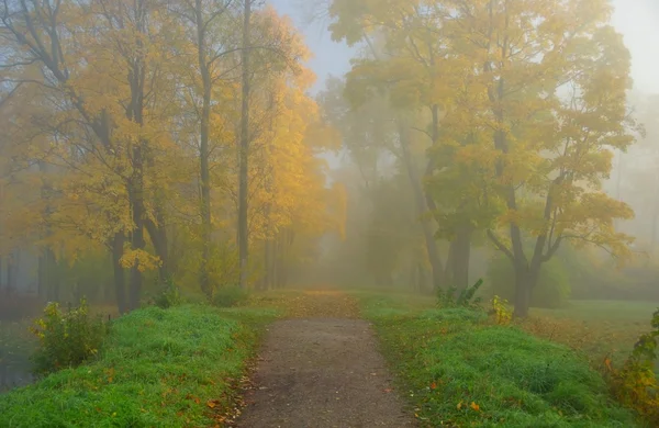 Осінній туманний ранок у парку — стокове фото