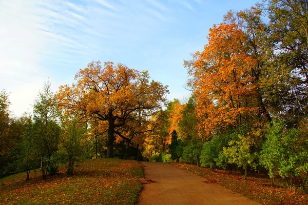 Morgen im Park — Stockfoto