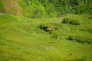 Yaz güneşli bir gün ve doğanın efendisiyle Kamçatka 'da buluşacağım.