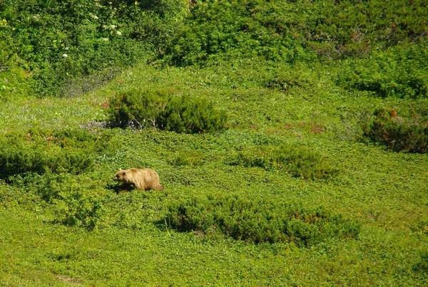 Sommaren Solig Dag Och Möte Med Naturens Mästare Kamchatka Brunbjörn — Stockfoto