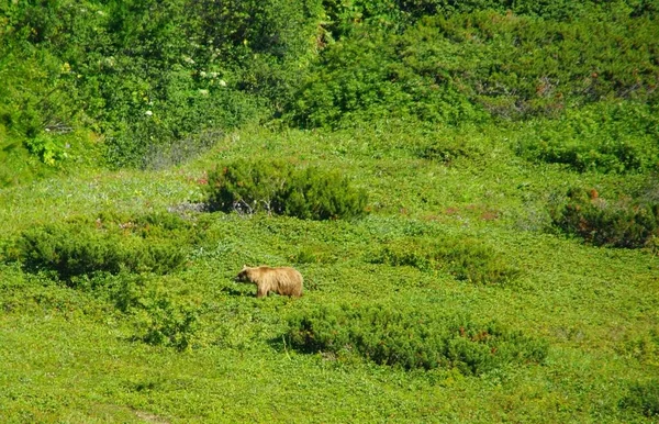 Sommaren Solig Dag Och Möte Med Naturens Mästare Kamchatka Brunbjörn — Stockfoto