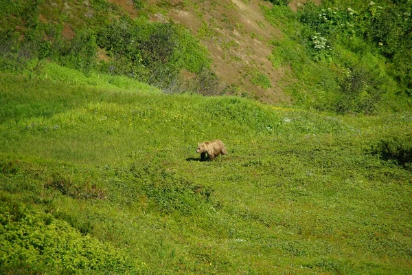 Letní Slunečný Den Setkání Mistrem Přírody Kamčatce Medvědem Hnědým — Stock fotografie