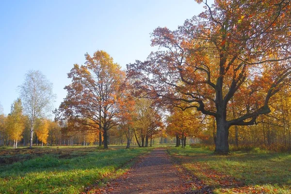 Interesante Paseo Una Soleada Mañana Octubre Parque Babolovsky Tsarskoe Selo — Foto de Stock