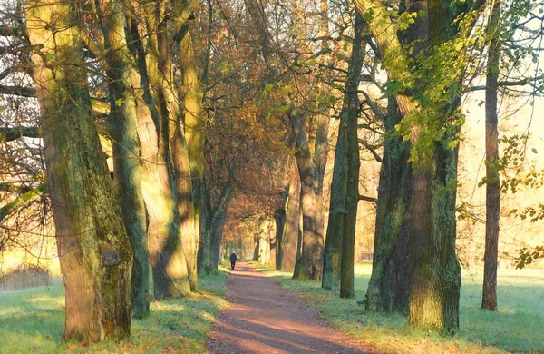 Ein Interessanter Spaziergang Einem Kalten Oktobermorgen Katharinenpark Zarskoje Selo — Stockfoto