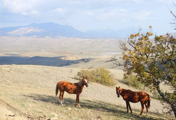 Slunečné Ráno Horská Krajina Koňské Pastviny — Stock fotografie