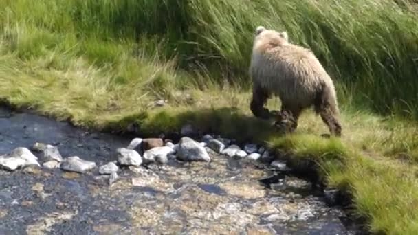 Mountain Landscape Fascinating Hike Kamchatka Land Volcanoes Meeting Brown Bear — Stock Video